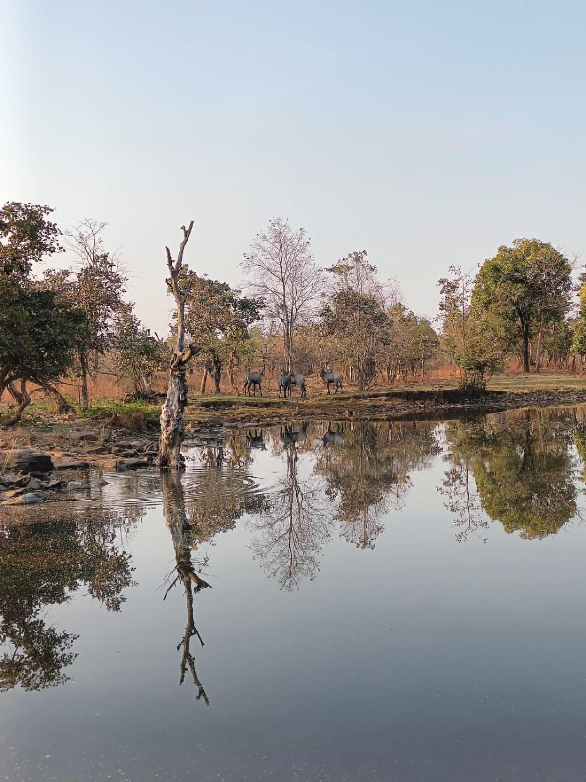 Gandhisagar Forest Retreat Hotel Gurla ภายนอก รูปภาพ